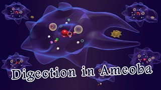 Nutrition in amoeba Digestion in amoeba [upl. by Akinnej]