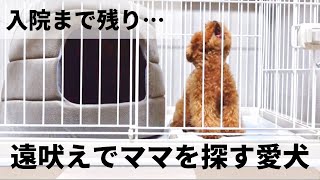 【 泣かないで😭 】残りわずかな家族との時間  トイプードル ティーカッププードル 成犬 ペット  東京 都内夫婦暮らし 手術 入院  dog poodle pet Vlog Tokyo [upl. by Lyrpa]