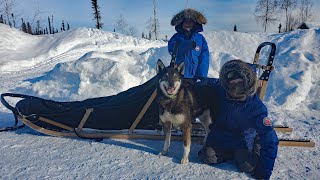 Winter Camping in Alaska with a Sled Dog Team [upl. by Kenwee931]