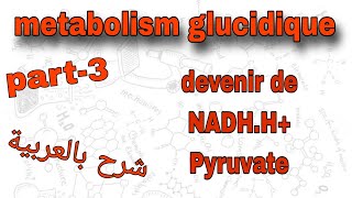 Part3  metabolism glucidique  NADHPyruvate  درس الميتابوليزم بالعربية [upl. by Ahcsatan]