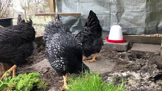 16 weeks old Barnevelder chickens first day at the allotment [upl. by Winser]