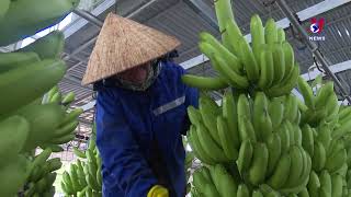 Vietnam becomes top banana exporter to China [upl. by Cleodal]