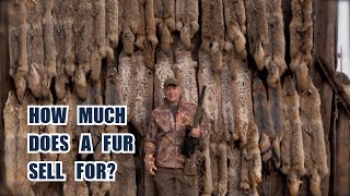 How Much is a Coyote Fur Worth Behind the Scenes at a Fur Auction [upl. by Echikson]