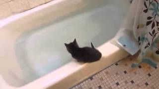 Funny Kitten jumps in bath tub [upl. by Mansur]