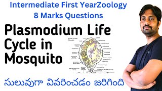 Plasmodium vivax Life Cycle in Mosquito Explained in Easyway  Inter Zoology 8 Marks Questions [upl. by Bronwyn121]