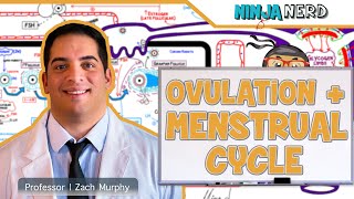 Female Reproductive Cycle  Ovulation amp Menstrual Cycle Overview [upl. by Bilat]