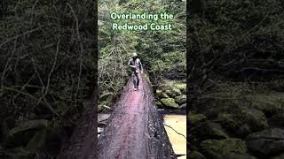 Redwood Coast Intro redwoods humboldtcounty overlanding vanlife roadtrip pnw [upl. by Nosdivad]