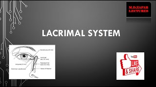 Lacrimal System Anatomy and Physiology [upl. by Llatsyrc]