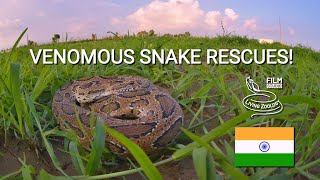 Two dangerous Spectacled cobras and a deadly Russells viper rescue [upl. by Bettine151]