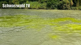 🚨🟡 ChemieUnternehmen äußert sich zur Gelbfärbung vom Rheinwasser bei GrenzachWyhlen 04082024 [upl. by Atinit]