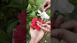 hibiscus flower 🌺hand pollination flowers nature hibiscus [upl. by Ahseikal]