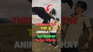 Heres this video top 5 animals that eat humans shorts viralvideo [upl. by Oletha]