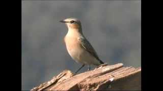 Traquet motteux  Nothern Wheatear  Steinschmätzer  Oenante oenante [upl. by Eimmit]