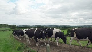 Origin Green Sustainable Dairy Farming and the Bord Bia Sustainable Dairy Assurance Scheme SDAS [upl. by Wira]