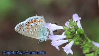 Çokgözlü Mavi  Common Blue  Polyommatus icarus [upl. by Fredette]