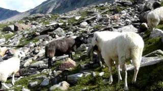 Schafe im Habachtal Nr 78 [upl. by Pickering31]