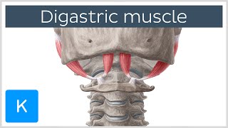 Digastric muscle  Origin Insertion Innervation amp Function  Anatomy  Kenhub [upl. by Hotchkiss589]