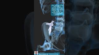 Visual Anatomy 3D  Facts about the Iliolumbar ligament [upl. by Einnal]