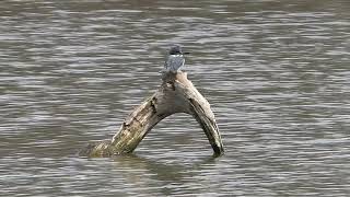 Belted Kingfisher [upl. by Delphinia]