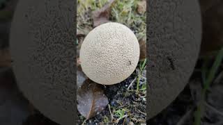 ГРИБ ДОЖДЕВИК Lycoperdon perlatum 3 Shorts [upl. by Medlin341]