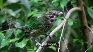 Spotted Catbird [upl. by Merell42]