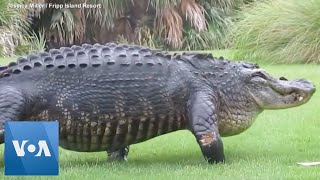 Massive alligator casually walks across golf course [upl. by Ettesel]