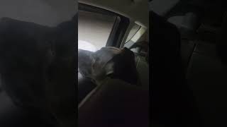 Staffy Crying for Daddy funnydogs pitbull [upl. by Williamson304]