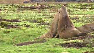 Young male Elephant Seals play fighting and gurgling Stromness South Georgia [upl. by Atteval723]