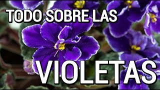 Aprende como cuidar de las violetas [upl. by Aihsinyt]