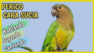 Perico CARA SUCIA 🦜 HABLANDO  Cotorra Gorgicafé ❤️🦜 Cuidados alimentación [upl. by Stover]