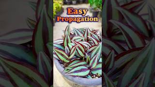 how to propagate Tradescantia Zebrina shorts propagation plants [upl. by Shumway27]