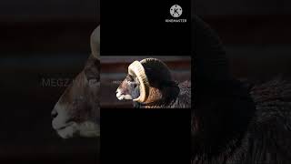 European mouflon  Bighorn sheep  Cute video shorts youtubeshorts MEGZWINDOWS [upl. by Ivets]