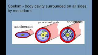 Invertebrate Diversity Part 1  Porifera to Annelids [upl. by Baras]