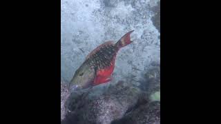 Stoplight Parrotfish Eating Coral underwater coralreef parrotfish eatingcoral [upl. by Anneuq]