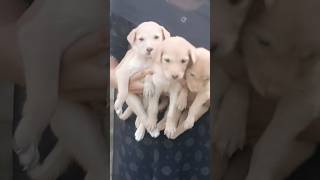 Cute doggies  yt reels Anjalisworld  trending short  viral  yt short video [upl. by Llenyr610]