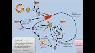 Lipids and Lipoproteins  Part 5 Overview of Lipid Transport Pathways [upl. by Metah]