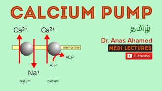 Calcium pump ⛽  explained clearly தமிழ் [upl. by Olegnaleahcim368]