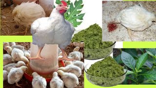 Herbal mixture to control stubborn coccidiosis in broilers  practical ways to prevent coccidiosis [upl. by Yebloc]