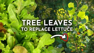 Grow Edible Tree Leaves Instead of Lettuce amp Spinach [upl. by Barbee11]