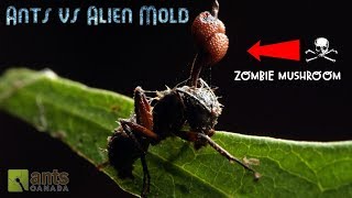 Ants vs Alien Mold [upl. by Sirap674]