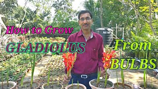 How to Grow Gladiolus From Corms or Bulbs in the Perfect Manner [upl. by Raynata110]