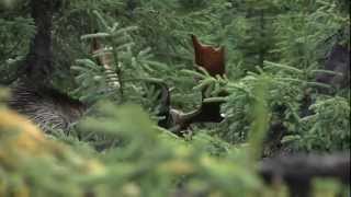 Chasse à lorignal  Réserve faunique de Matane  Sépaq [upl. by Ferree]