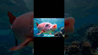 Awesome PigFish 😍😱 shorts pigfish pig viral dogfish short ai [upl. by Patrica]