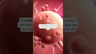 5 MindBlowing🤯 Facts about FERTILITY You Havent Heard Before [upl. by Ynagoham]