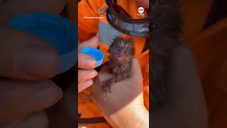 Firefighters in Brazil rescue baby marmoset from forest fire [upl. by Eiramana]