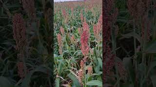 Sorgo Advanta 1151 Igrowth no Paraná [upl. by Maura]