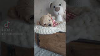 cutest puppy ever mini maltipoo [upl. by Merth121]