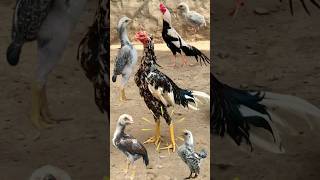 Mainwali Cheena Son And Fahter  Rooster Aseel  shorts aseel viralshorts birds [upl. by Dewhirst789]