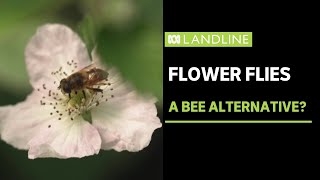 Using flies to pollinate crops  Landline  ABC News [upl. by Nelyk]