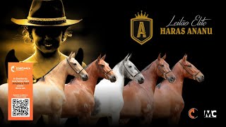 Leilão Elite Haras Ananu [upl. by Okoyik638]